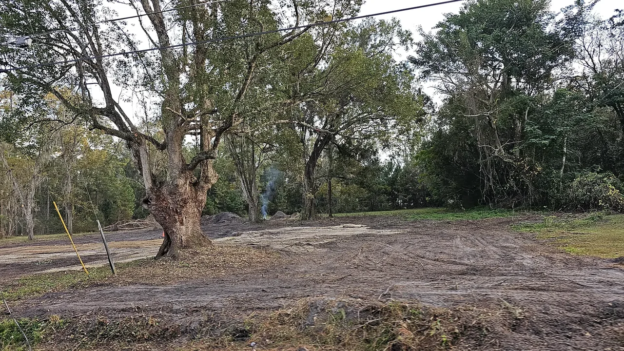 Cleared lot with a large oak left standing and fresh track marks in the dirt