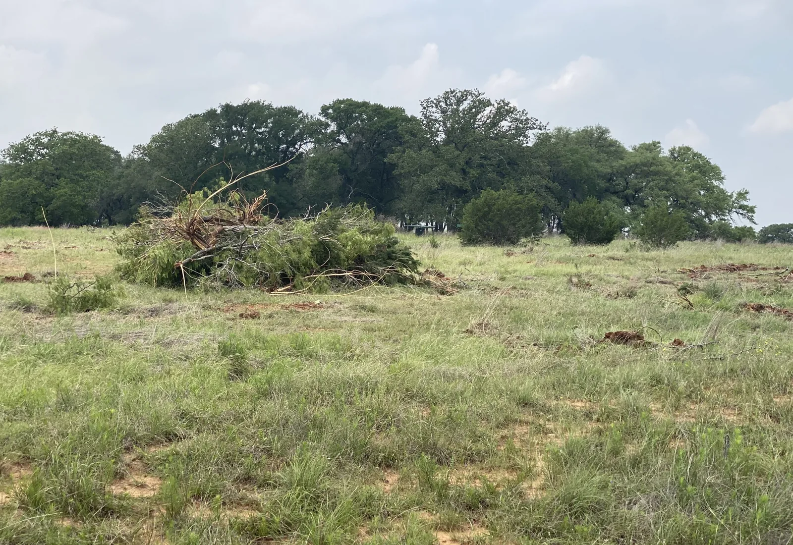 Cleared ranch tract with a stacked brush pile and live oaks behind